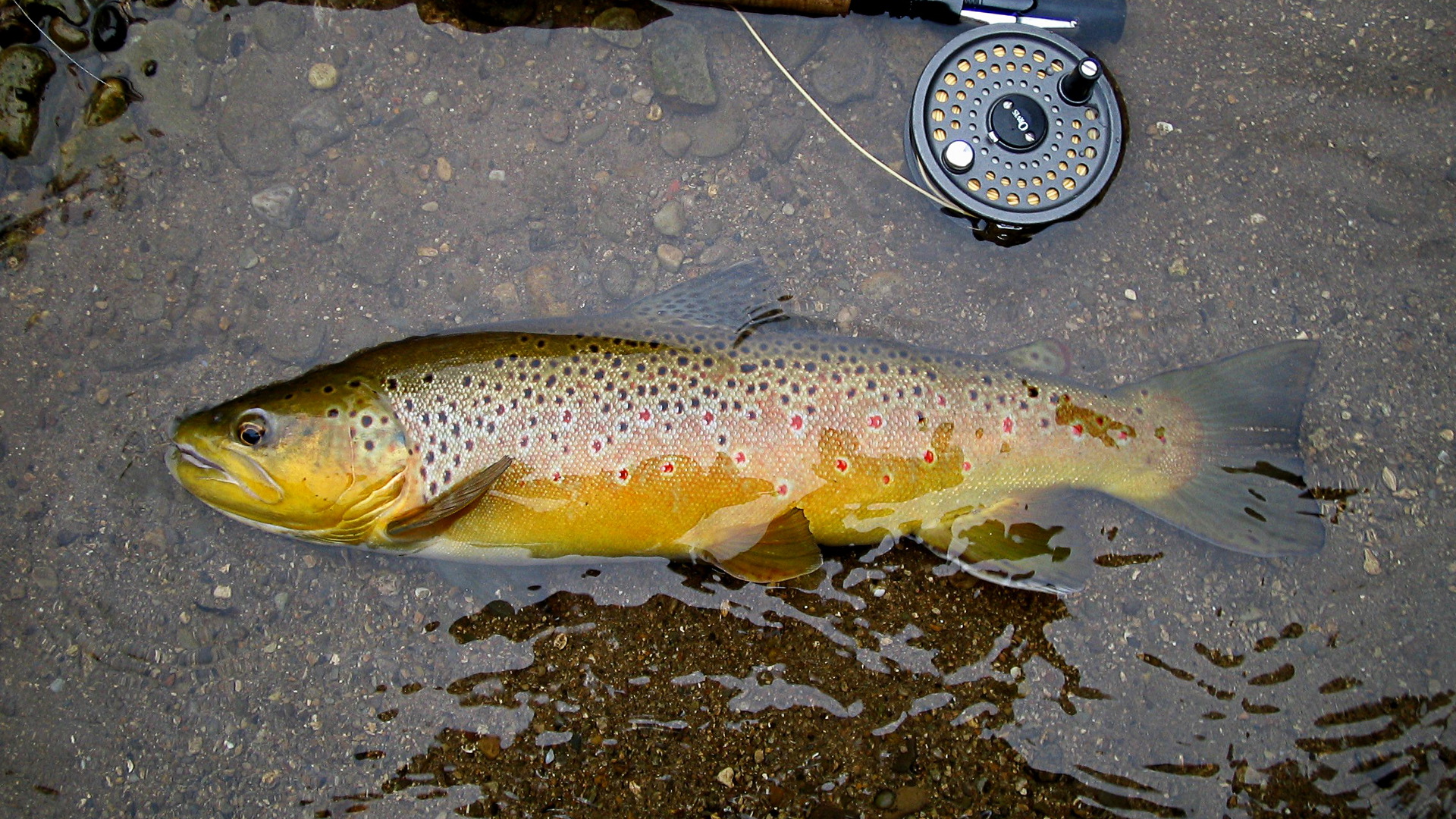Top 10 Fly Patterns for Ontario Brook Trout