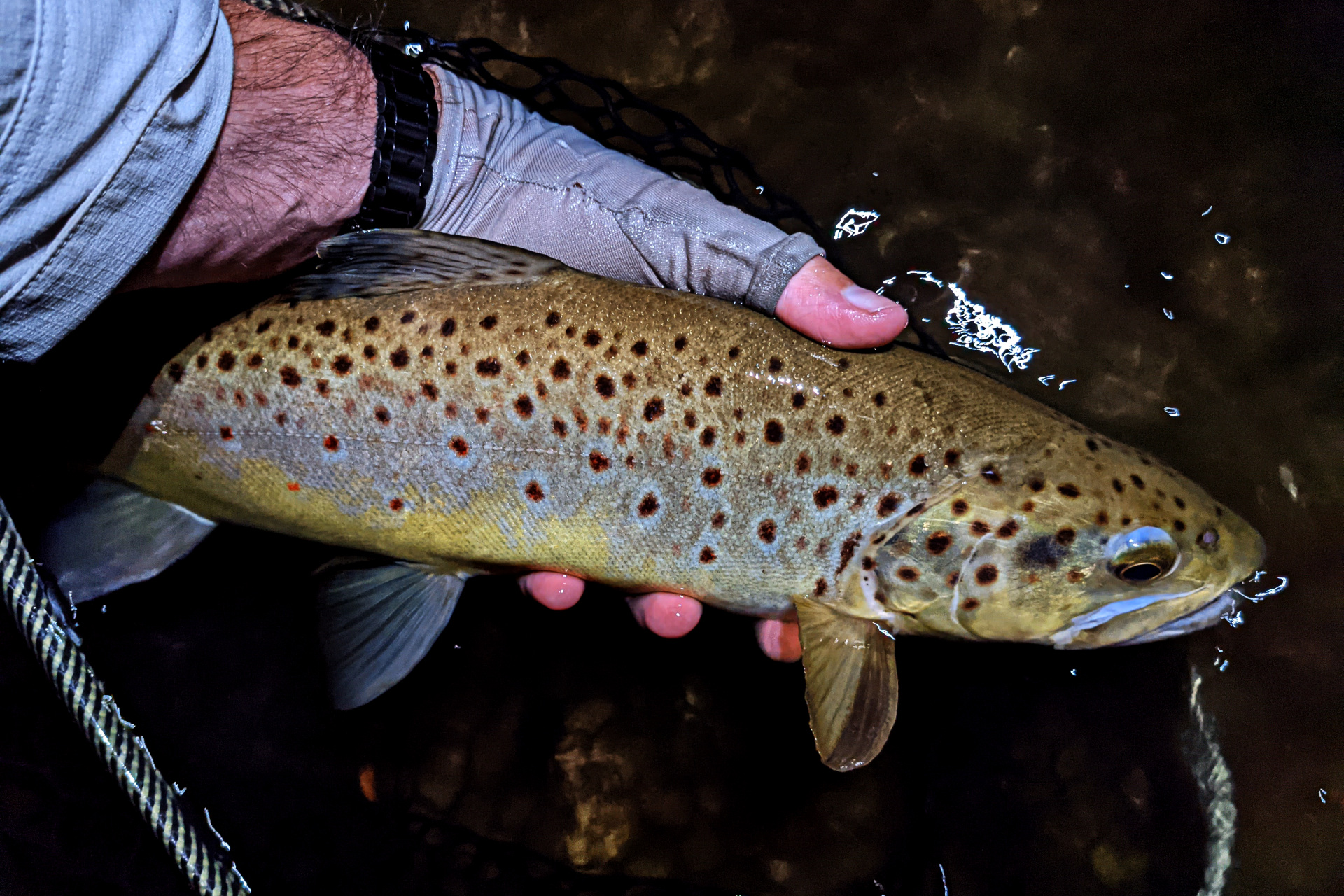 Gallery - Caffeinated Fly FisherCaffeinated Fly Fisher